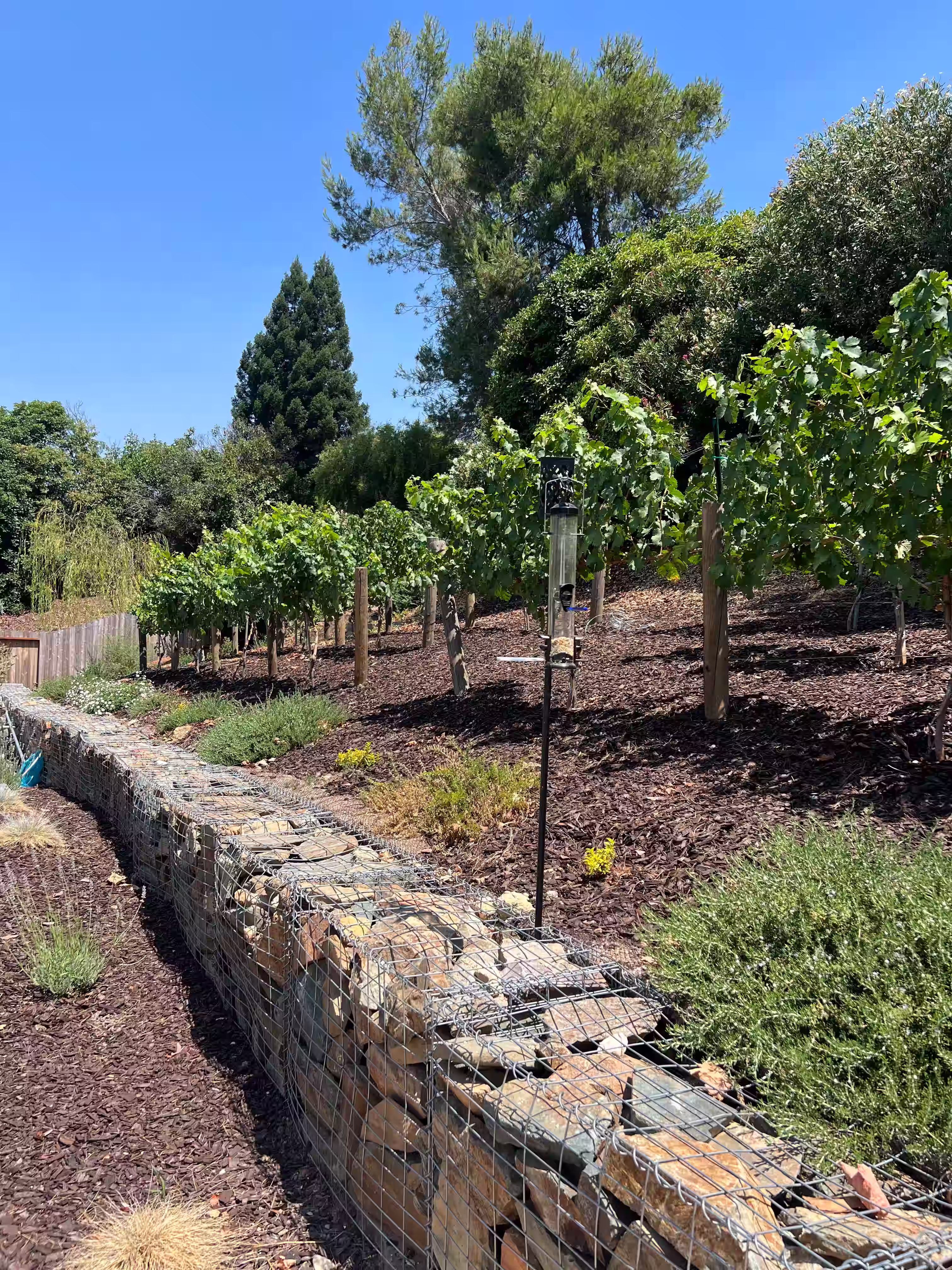 Mediterranean retreat with an ornamental vineyard and retaining walls