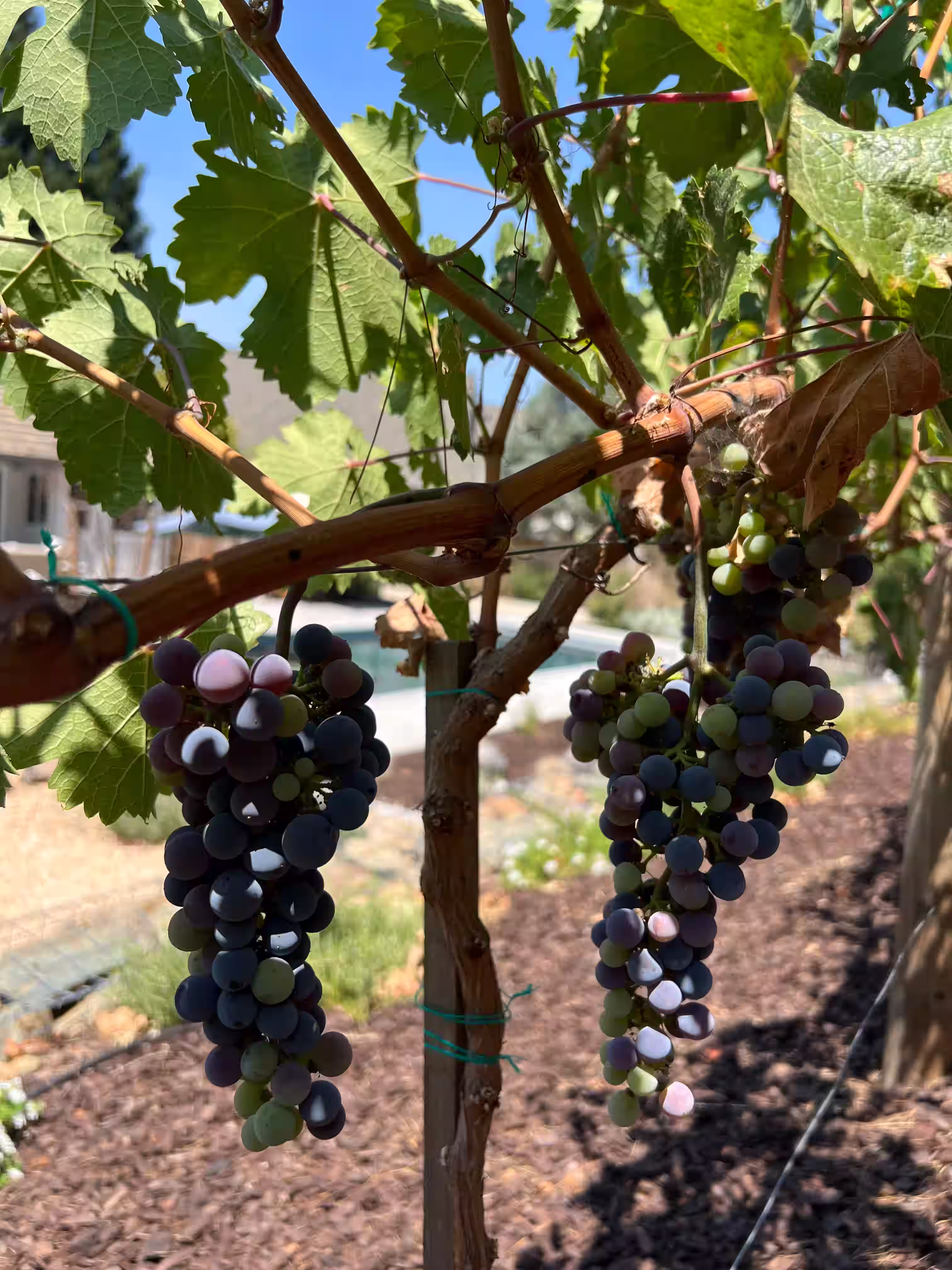 Mediterranean retreat with an ornamental vineyard