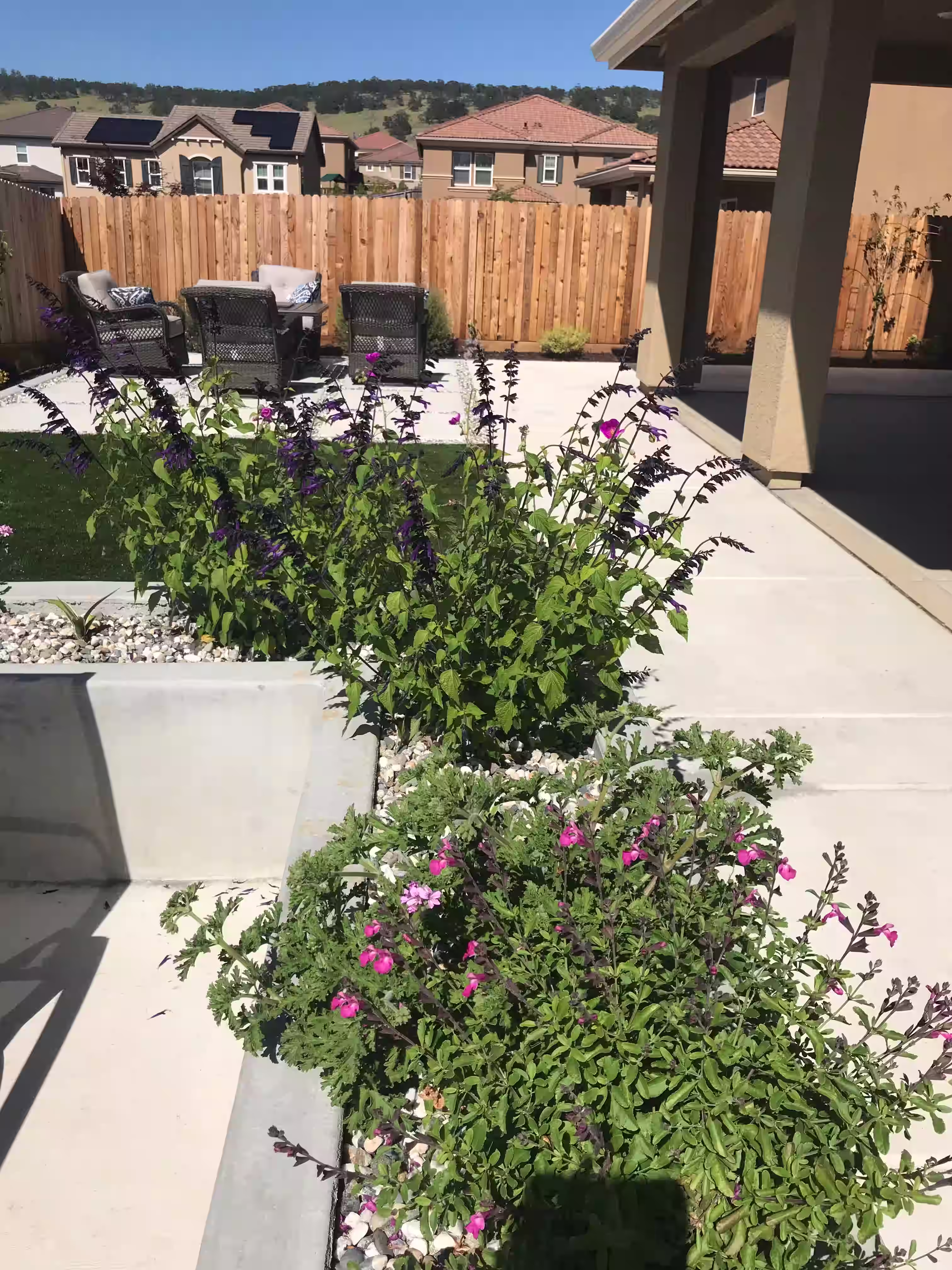 Outdoor renovation with low-maintenance plants