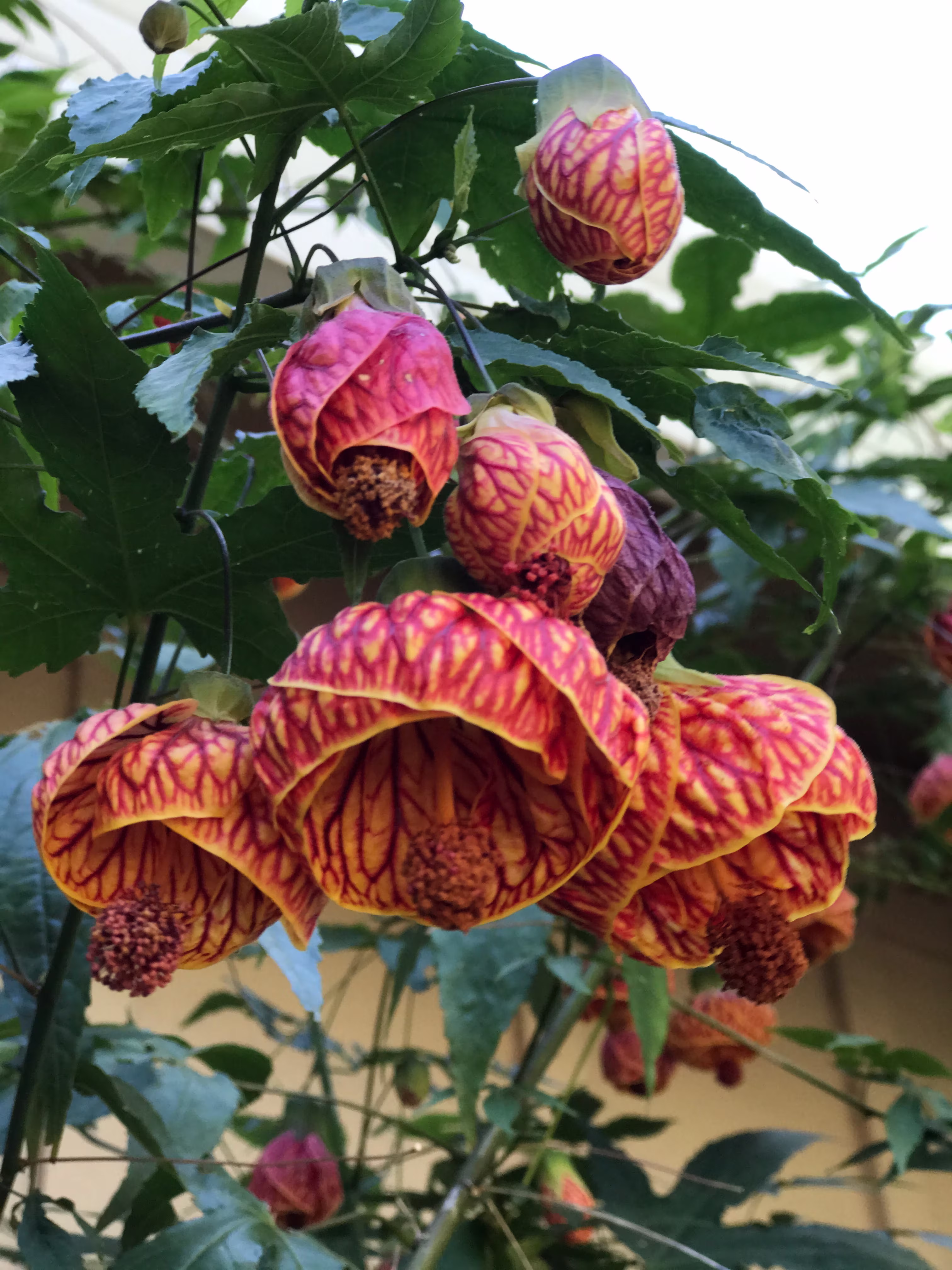 Beautiful flowers
