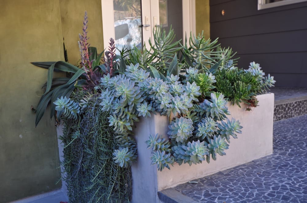 Concrete planters with succulents for a warm welcome